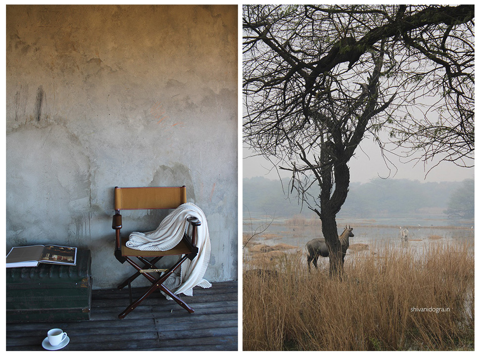 wetlands, nilgai, campaign, furniture, rustic, indian, interior, balcony