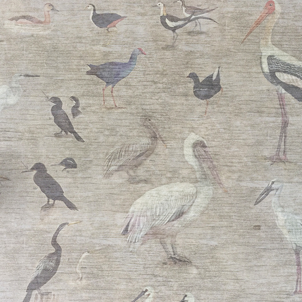 birds, india, migratory, art, wall mural