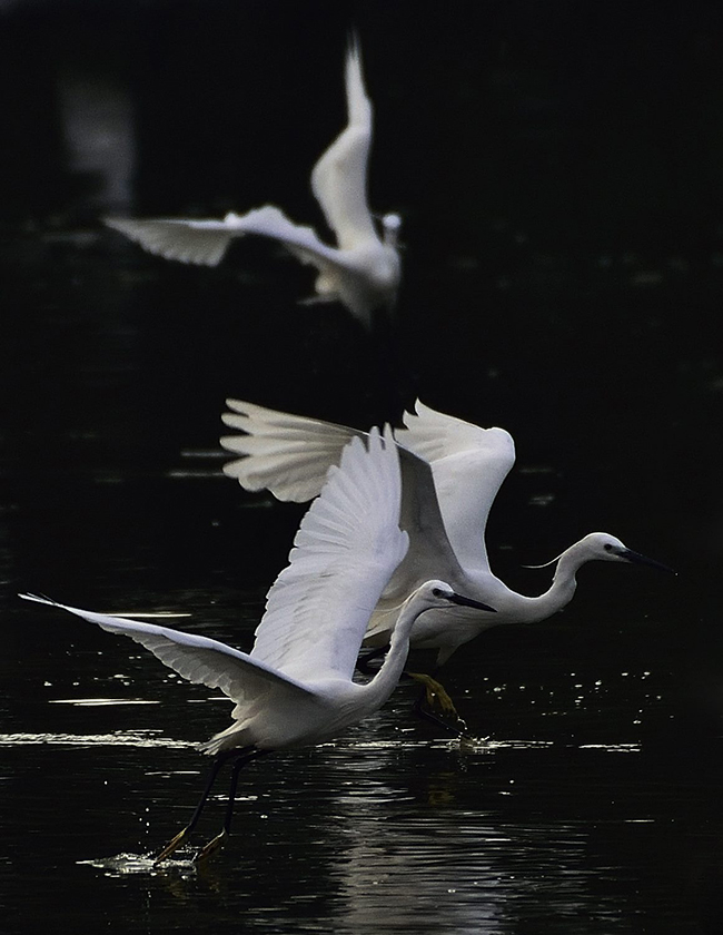 water birds, india, egret, photography, natural, design 