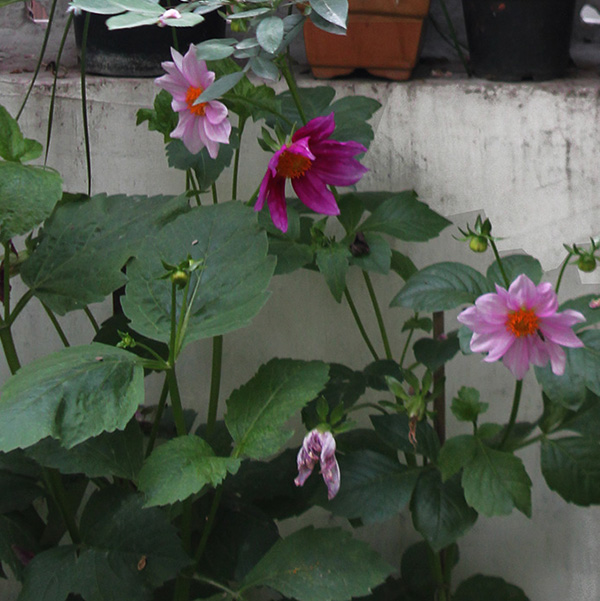 home, garden, natural, living, delhi, interiors